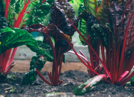 e816e049 service 3.jpg